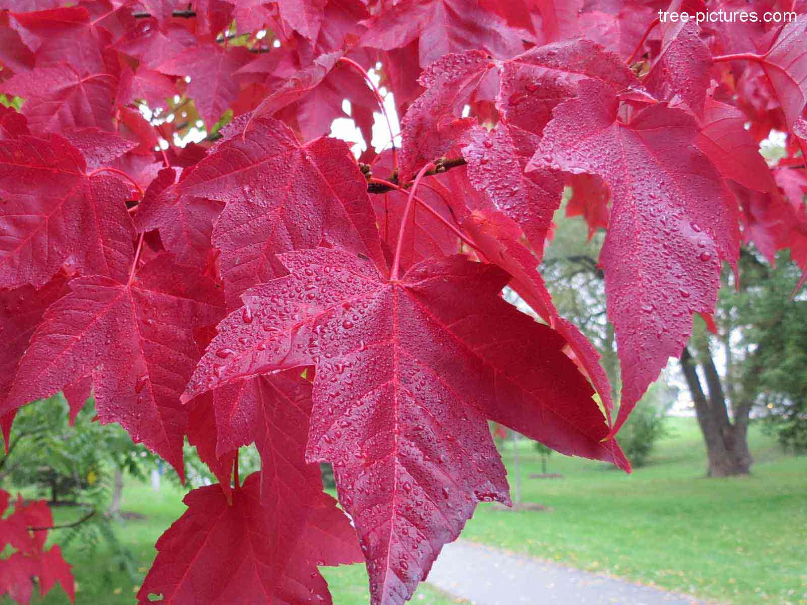 Fern Red Leaf Tree Fern