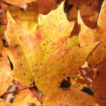 Maple Tree Leaf