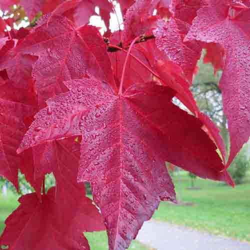 Maple Tree Leaf Picture, Nice Photo of Red Maple Tree Leaves in the Fall