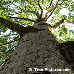 Aspen Trees Pictures: Pictures of Aspen Trees: Big Tooth Aspen Tree Types Bark (Populus grandidentata) | Tree:Aspen+Trembling+BigTooth at Tree-Pictures.com