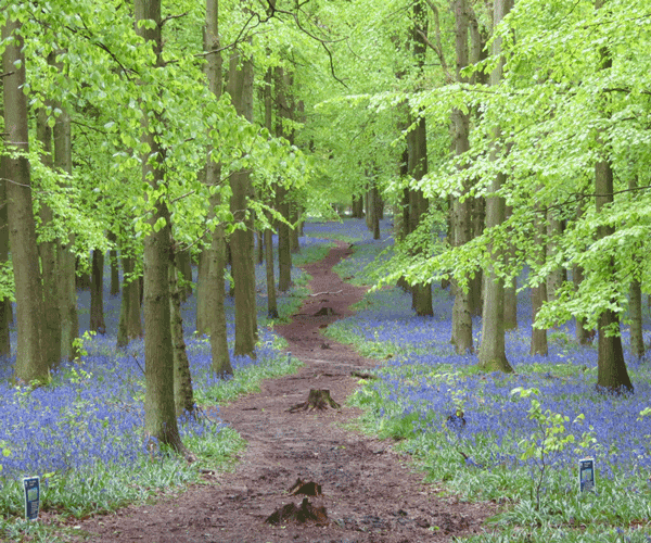 Bluebell: Meandering Path Through The Bluebells