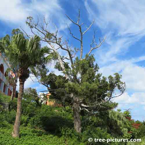 Bermuda Tree Pictures, Surviving Cedar Tree Standing Alone Image