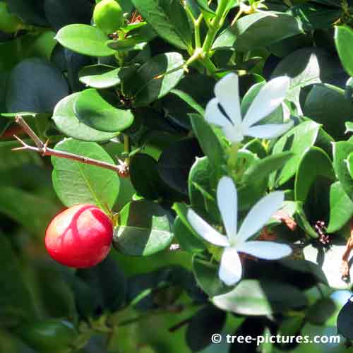 Bermuda Tree Pictures, Love the Sweet Fragrance of Jasmine Flowers