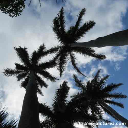 Bermuda Tree Pictures, Impressive Image of Tall Palm Trees