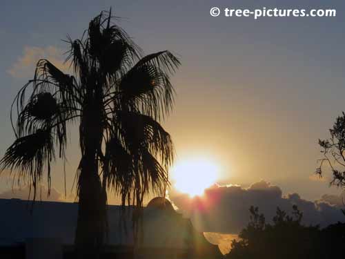 Bermuda Tree Pictures, Photo of Bermuda Palm Tree at Sunrise