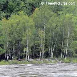 Birch Tree, Grove of Birch Trees on the Flooded River