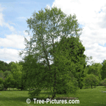 River Birch Tree Picture