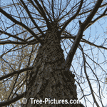 Pictures of Black Gum Trees: Winter Picture of Black Tupelo Trunk and Branches