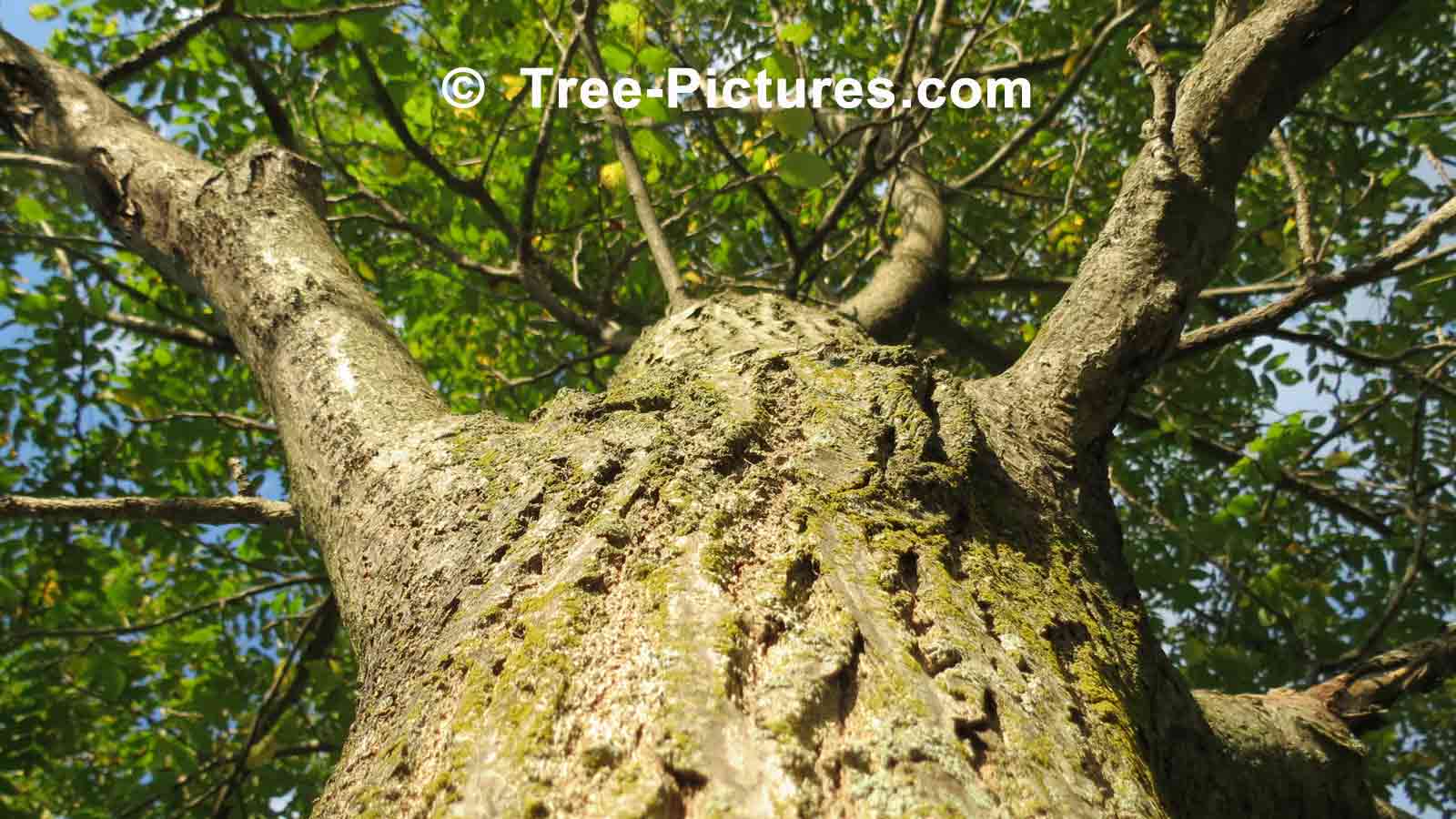 Butternut Tree Wood