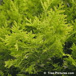 Cedar Trees, Picture of Cedar Trees, Image of Cedar Trees, Cedar Tree Facts