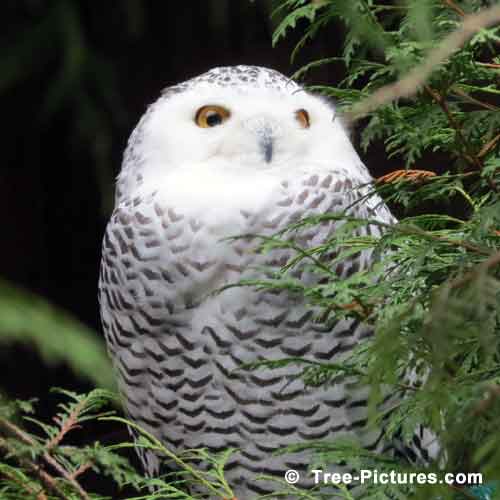 Cedar Tree Pictures, Photo of a Snowy Owl in Cedar Branches