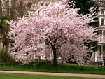tree picture of cherry tree