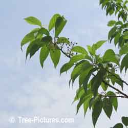 Cherry Tree: Manchurian Cherrys Type Berries Leaves Image
