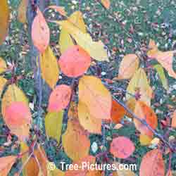 Cherry Tree: Autumn Cherry Trees Leaves
