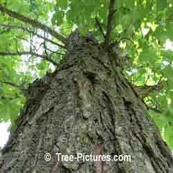 White Elm Tree Picture; Photo of White Elm's Bark, Trunk, Leaves, Close up Elm Trees Identification Image