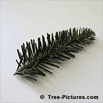 Picture of Fir Trees: Branch Needles of a Balsam Fir Tree Type