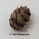 Fir Cones: Balsam Fir; Old Fallen Fir Tree Cone