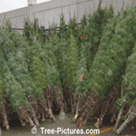 Firs: Balsam Fir Christmas Trees for Sale
