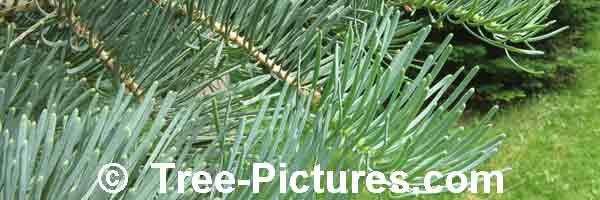 Pictures of Fir Trees: Needles of White Fir Tree Type, Close Up Photo Shows Last Years and New Years Green Branch Growth