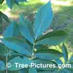 hickory tree leaf picture