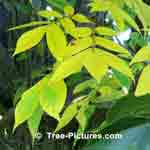 hickory tree leaf picture, New Shagbark Leaves