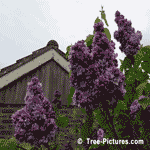 Lilac Trees, Double Purple Lilac Blooms of Fragrant Lilac Tree | Tree-Lilac-Blooms @ Tree-Pictures.com