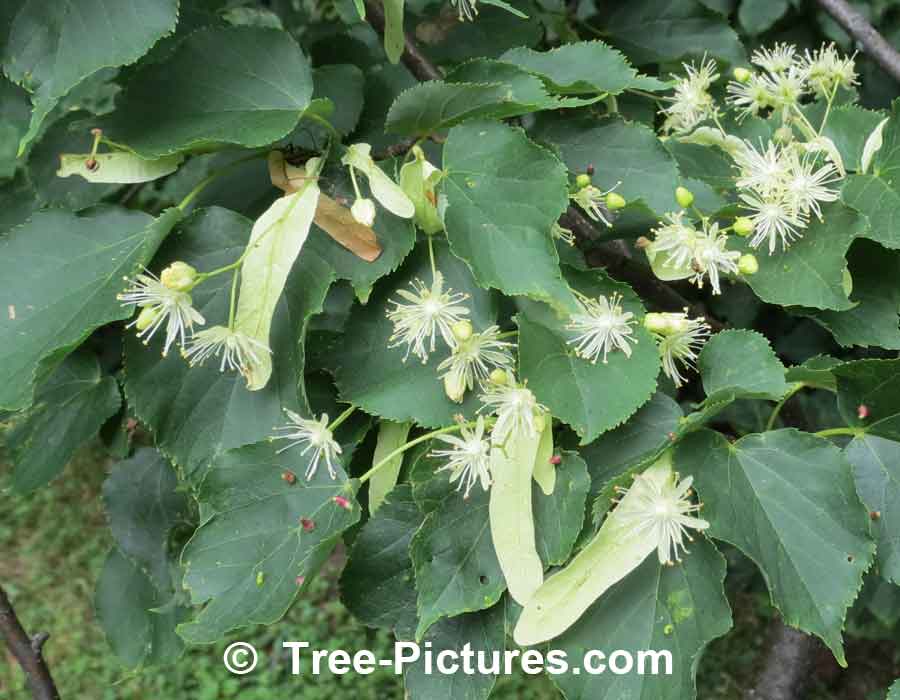 Linden Tree: Pictures, Photos, Images of Lindens