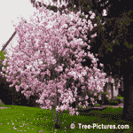 Magnolia Trees, Spectacular Display of Pink Magnolia Flowers | Tree-Magnolia-Flowers @ Tree-Pictures.com