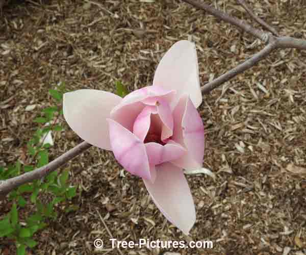 Magnolia Alexandrina Flower