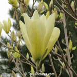 Magnolia Flower: Elizabeth Magnolia Trees Yellow Blossom