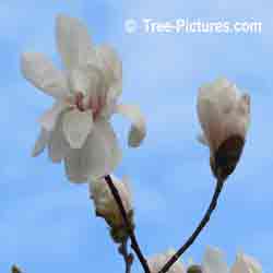 Merrill Magnolia Flowers, stunning fragrant white star-shaped flowers with yellow eyes