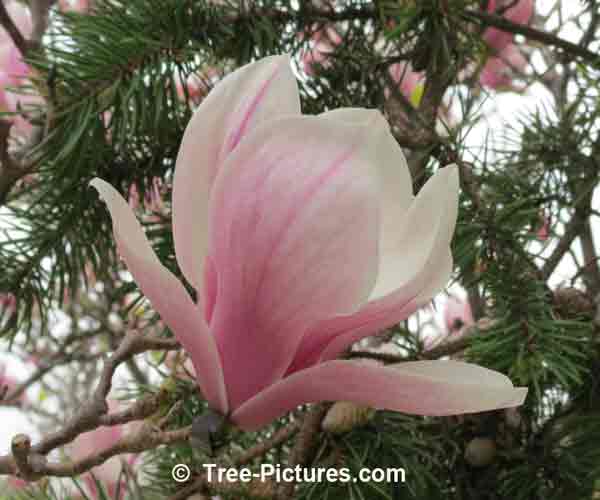 Saucer Magnolia Flower