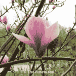 Magnolia Flower: Close up picture of a Alexandrina Magnolia Trees Pink-Red Blossom