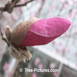 Magnolia Flower: Picture of Magnolia Tree Bud about to Blossom