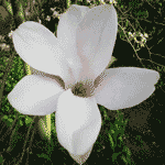 Magnolia Flower: Close up image of Magnolia Trees Blossom Petals in Spring