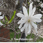 Magnolias: Picture of the Beautiful White Star Magnolia Flower Blossoms