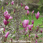 Pictures of Magnolia Trees: Betty Magnolia Flowers Starting To Bloom
