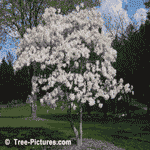 Magnolia Tree:  White Star Magnolia Flowers Bloom Image