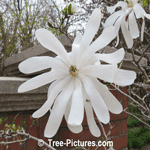 Magnolia Flower: Star Magnolia White Blossom Picture