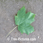 Maples: Black Maple Tree Type Leaf Photo