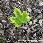 Maple Tree Pictures: Striking Harlequin Maple Leaf