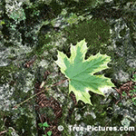 Maples Tree Pictures: Maple Tree Type Harlequin Maple