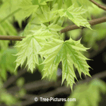 Maple Leaf: Harlequin Maple Tree Leaves