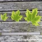 Maple Tree Pictures: Harlequin Maple Tree Type, Image Shows Three Size of Leaves and Variances of Green