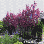 Maple Trees, Photo of Red Japanese Maple Landscaping Design