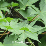 Maples: Japanese Maple Tree Type Green Leaf Leaves Picture