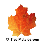 Maple Tree Leaf Picture | Tree:Maple+Leaf at Tree-Pictures.com