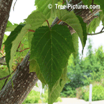 Maple: Snake Bark Maple Tree Type Leaf Photo