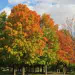 Maple Trees, Picture of Maple Tree Fall Colors