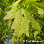 Maple Leaf: Lady Bird on Maple Tree | Tree:Maple+Leaf at Tree-Pictures.com